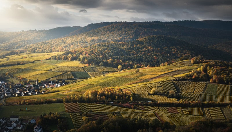 Weinberge der Pfalz im Abendlicht mit Blick auf ein typisches Winzerdorf und den Pfälzerwald im Hintergrund – Rebstöcke auf sanft geschwungenen Hügeln